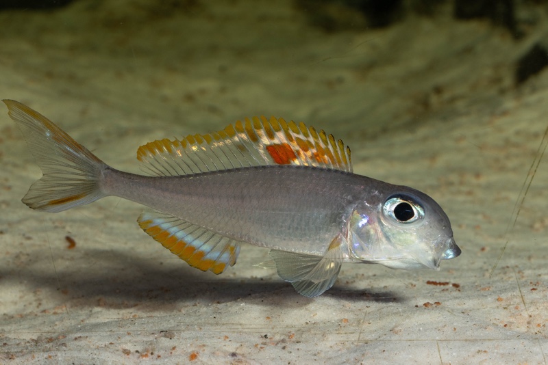 Xenotilapia nigrolabiata 'Chituta Bay'